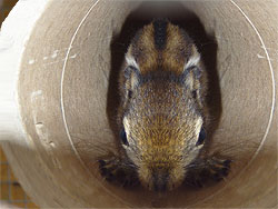 Baumstreifenhörnchen in einer großen Pappröhre