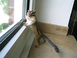 Streifi schaut beim Freilauf aus dem Fenster